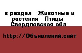  в раздел : Животные и растения » Птицы . Свердловская обл.